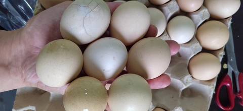 狼人杀臭鸡蛋是什么[图2]